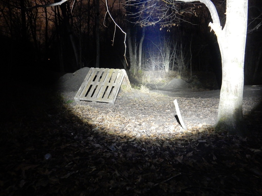 forest with flashlight